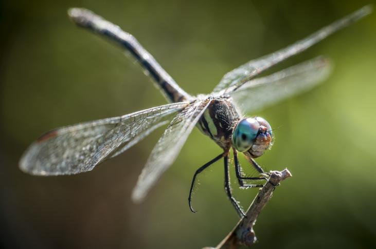 Image: A dragonfly, by Raynox on Unsplash.com