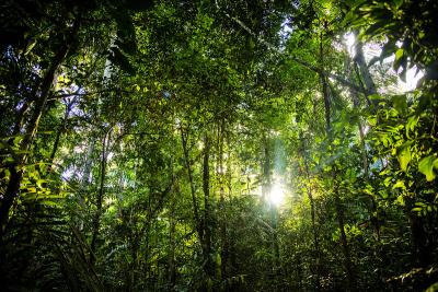  image linking to The other side of the river: Cyberspace comes to the Amazon 